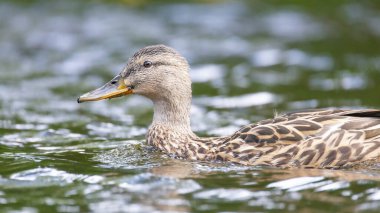 2025 gölündeki ördekler