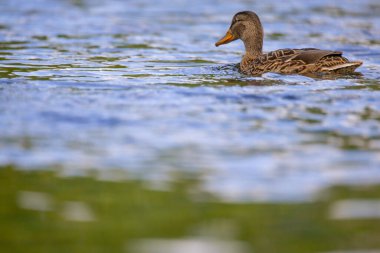 2025 gölündeki ördekler