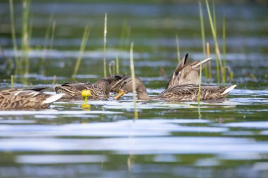 2025 gölündeki ördekler