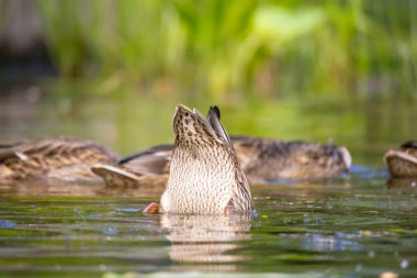 2025 gölündeki ördekler