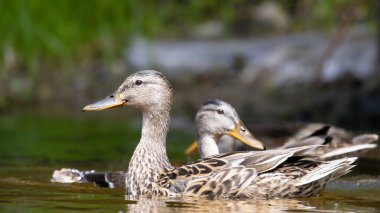 2025 gölündeki ördekler