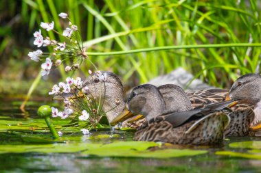 2025 gölündeki ördekler