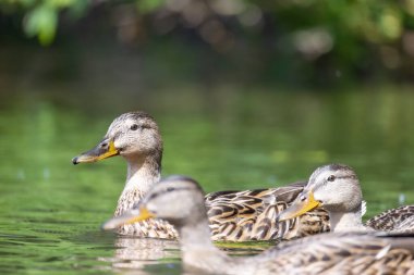 2025 gölündeki ördekler