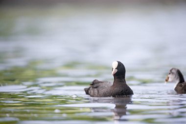 2025 gölündeki ördekler