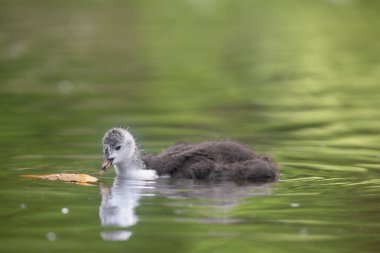 2025 gölündeki ördekler