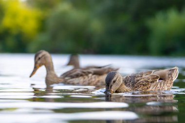 2025 gölündeki ördekler