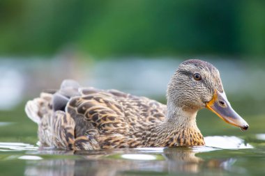 2025 gölündeki ördekler