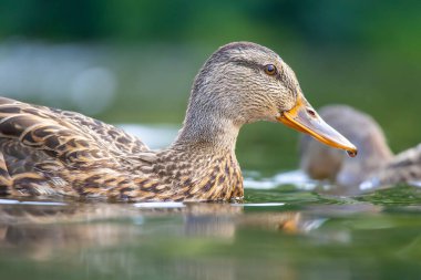 2025 gölündeki ördekler