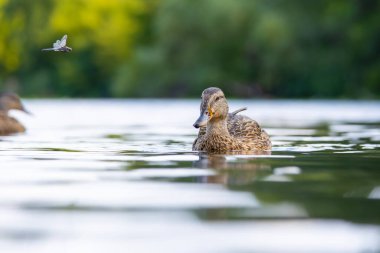 2025 gölündeki ördekler