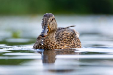 2025 gölündeki ördekler