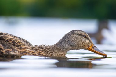 2025 gölündeki ördekler