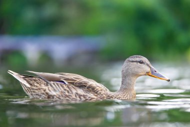 2025 gölündeki ördekler