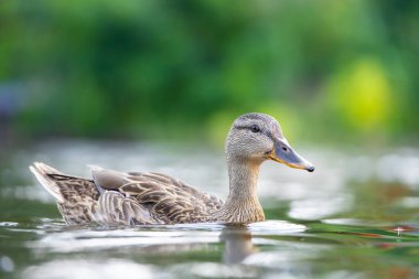 2025 gölündeki ördekler