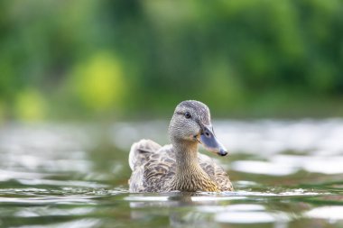 2025 gölündeki ördekler