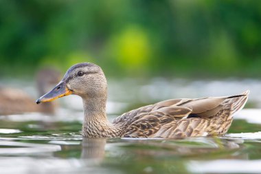2025 gölündeki ördekler
