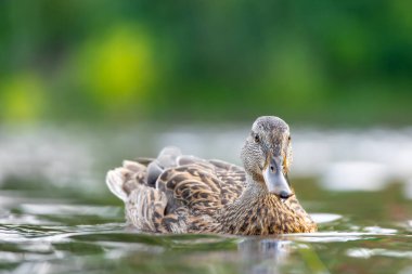 2025 gölündeki ördekler