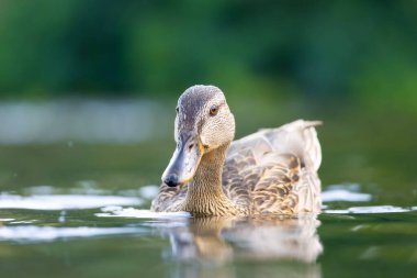 2025 gölündeki ördekler