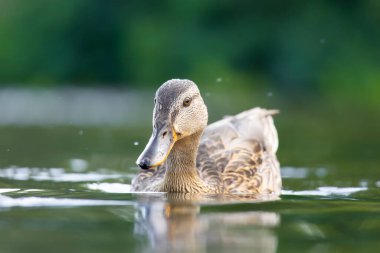 2025 gölündeki ördekler