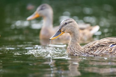 2025 gölündeki ördekler