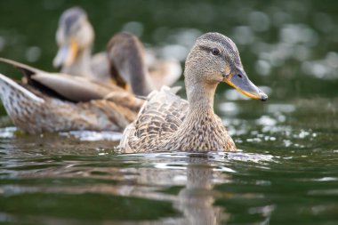 2025 gölündeki ördekler