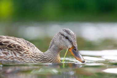 2025 gölündeki ördekler