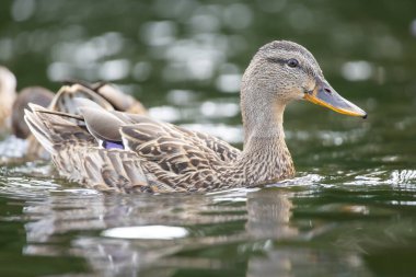 2025 gölündeki ördekler
