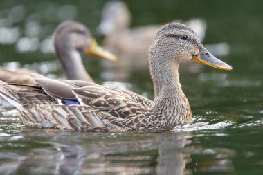 2025 gölündeki ördekler
