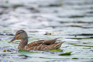 2025 gölündeki ördekler
