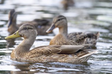 2025 gölündeki ördekler