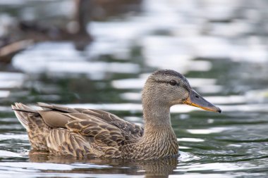 2025 gölündeki ördekler
