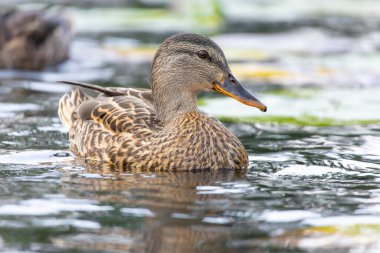 2025 gölündeki ördekler
