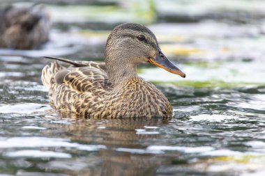 2025 gölündeki ördekler
