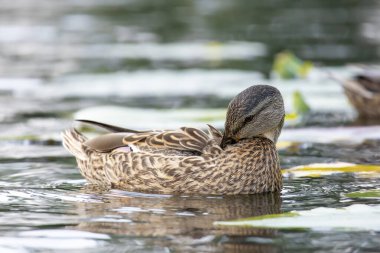 2025 gölündeki ördekler