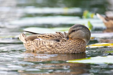 2025 gölündeki ördekler