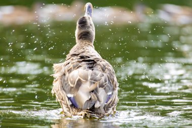 2025 gölündeki ördekler