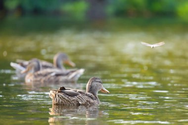 2025 gölündeki ördekler