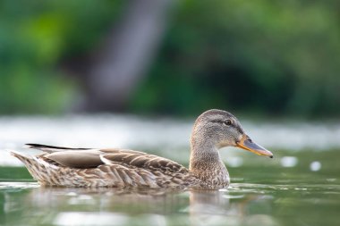 2025 gölündeki ördekler