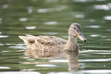 2025 gölündeki ördekler