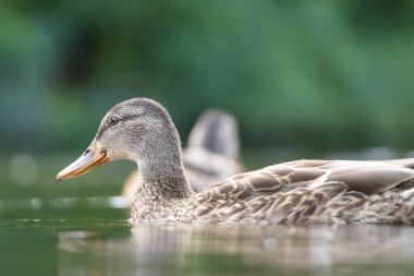 2025 gölündeki ördekler