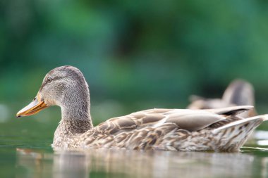 2025 gölündeki ördekler
