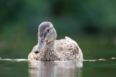 2025 gölündeki ördekler