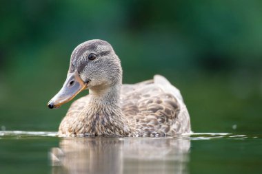 2025 gölündeki ördekler