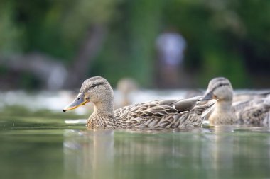 2025 gölündeki ördekler