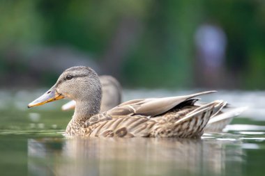 2025 gölündeki ördekler