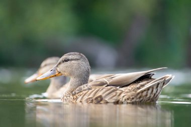 2025 gölündeki ördekler