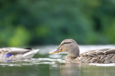 2025 gölündeki ördekler