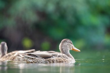 2025 gölündeki ördekler