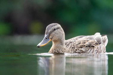 2025 gölündeki ördekler