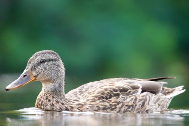 2025 gölündeki ördekler