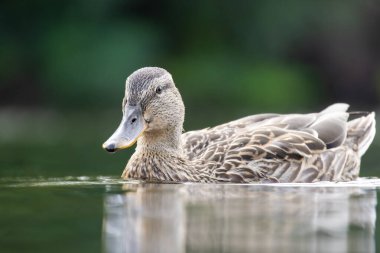 2025 gölündeki ördekler